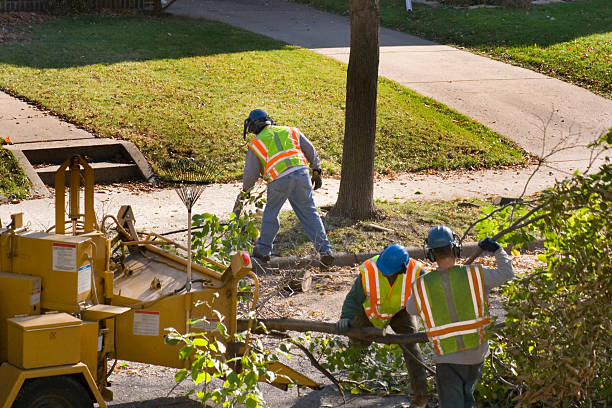 Leaf Removal Services